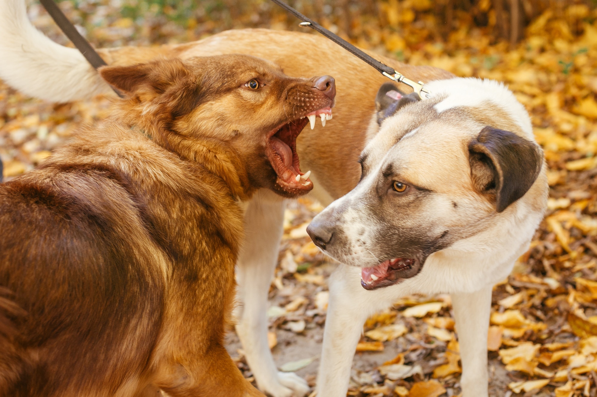 Two cute friends dogs playing together and biting in autumn park