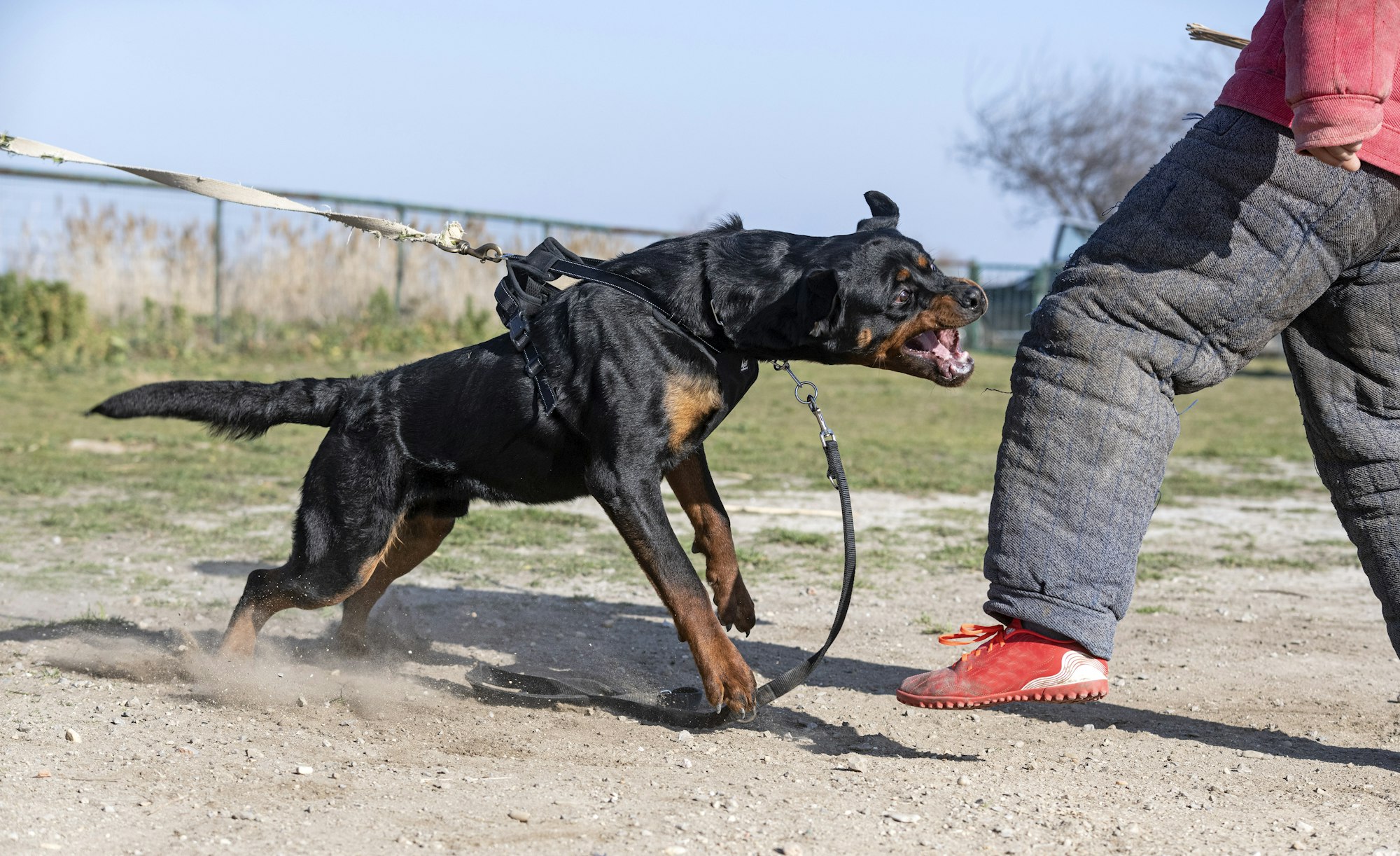 Dog attack lawyers Bergen County