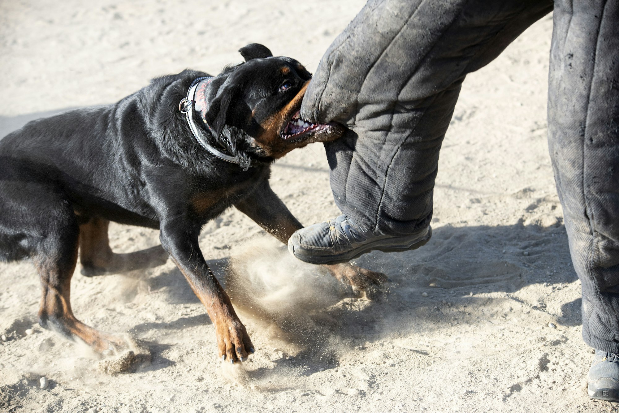 Dog bite injury lawyers Cape May County